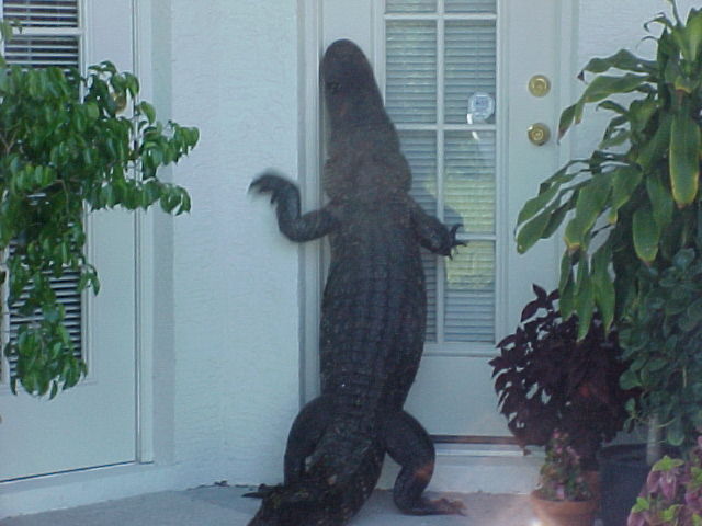 gator at the door
